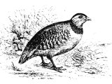 Partridge (Perdix petrosa) Heb. QoRA (1Sam.26.20, Jer.17.11)